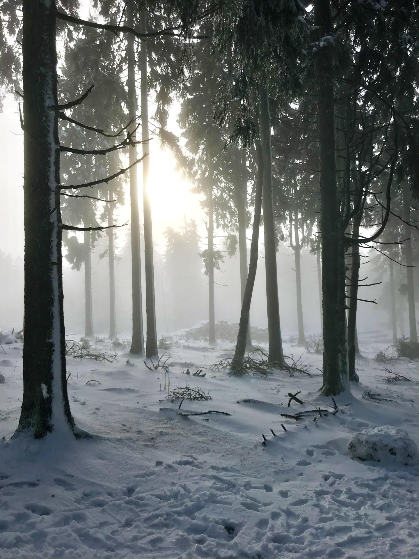 Forest 6928993