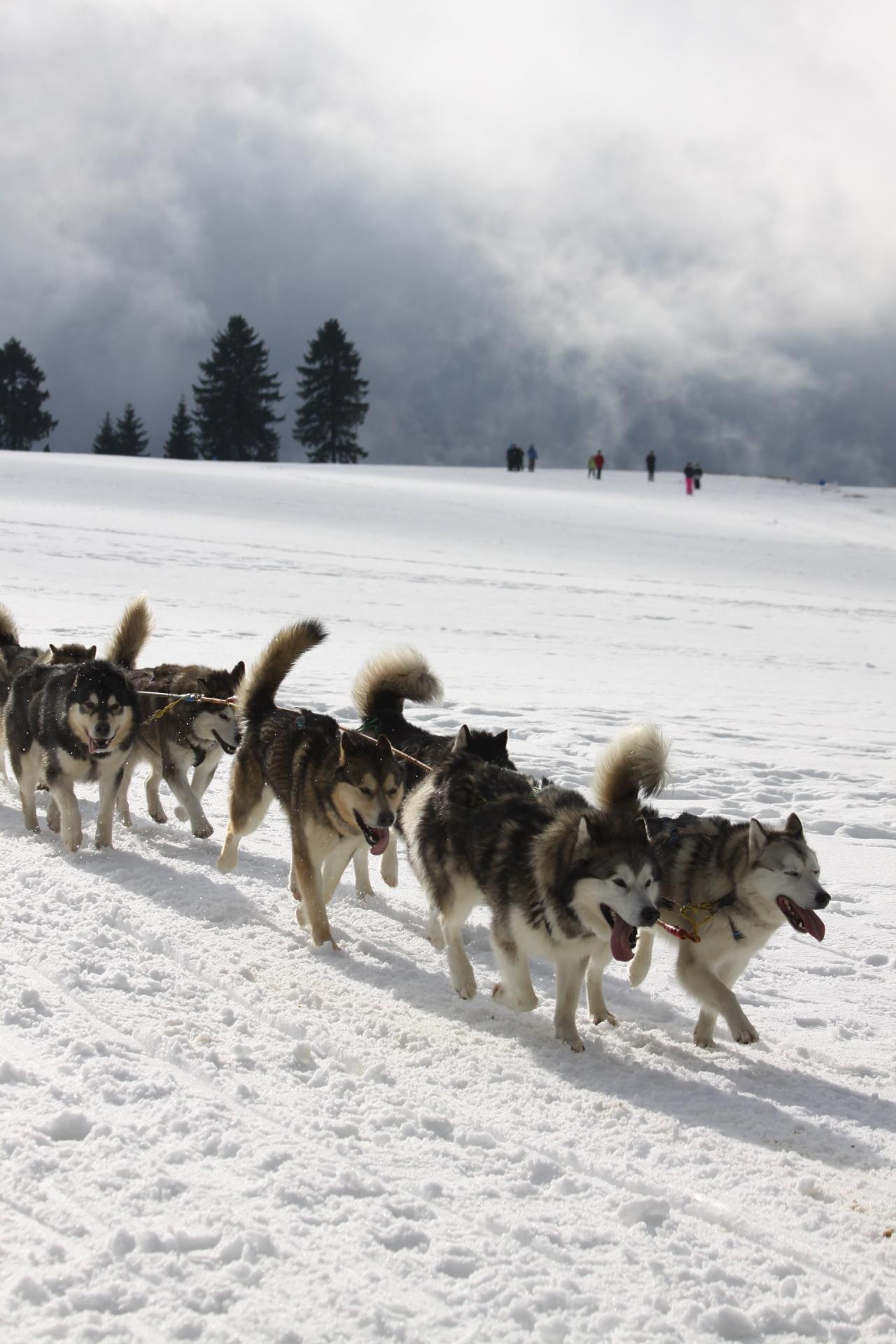 Sled dogs 2691807 v2